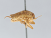 CollectionObject 2738253; 2849ea8d-7156-40ce-84e2-ae2138e66d5c: Ceuthophilus arizonensis. lateral view. (CollectionObject).