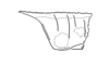 Munatia punctata Stål, 1875: Fig. 4. male pronotum, lateral view. (Otu).