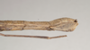 CollectionObject 1557251; c8103a57-5463-4533-a7a5-53285f3c857f, NHMUK(SF IMPORT DUPLICATE) 844584: copyright Natural History Museum, London. Lonchodes nigropunctatus female: end of abdomen, lateral view (holotype). (CollectionObject).