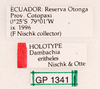 CollectionObject 1523763; fc9bd22e-deea-4046-8659-3b75f0d95a18: labels (holotype). (CollectionObject).