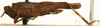 CollectionObject 1521838; OUM 709, 988a3cce-d80f-45fe-8381-b7b0b7871dfa: female, lateral view (holotype of Systolederus ridleyi). (CollectionObject).