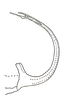 Aedeagus, lateral view: Aedeagus, lateral view. (Observation).