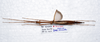 CollectionObject 1576182; b16ccf43-a5fc-46fe-9574-0e422feb23ab: copyright SPM, Kinabalu. female, dorsal view (holotype). (CollectionObject).