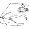 Pygofer, lateral view on Bretega juxtaspiverpa Stiller, 2017: Pygofer, lateral view. (Observation).