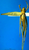 CollectionObject 1502654; f660cccb-8781-4603-ad08-87db2e26b7a8: female, dorsal view (paralectotype). (CollectionObject).
