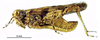 male (Cape Verde archipielago). Depicts Sphingonotus (Sphingonotus) atlanticus (Popov, 1984), an Otu.