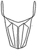 Aedeagus, ventral view: !! display not done !! on Chlorotettix fumidus Sanders & DeLong, 1919: Aedeagus, ventral view. (Observation).