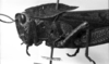 CollectionObject 1530112; 30a260b2-c0f2-4154-a0ad-f1c3083653f0: Image Carbonell, C.S. female head and pronotum, lateral view (holotype). (CollectionObject).