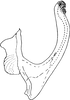 Aedeagus, lateral view on Cubnara lyrata Dworakowska, 1981: Aedeagus, lateral view. (Observation).