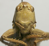 female, frontal view (lectotype of Tettigonia lozanoi). Depicts CollectionObject 1535194; 8f577c3e-278b-4bef-96a1-910652fc6339, a CollectionObject.