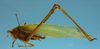 CollectionObject 1542804; a9b6e0c4-cbd2-418f-a652-fc66dd9fa743: male, body lateral view (holotype). (CollectionObject).