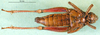 CollectionObject 1501128; 7dad5eed-a862-4f96-a2cc-97947efd1577: female, ventral view (holotype). (CollectionObject).