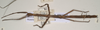 CollectionObject 1559394; OUM 570, 71cc763d-1ec3-4655-ab3c-93de77fc595c: copyright OUMNH. female, dorsal view of Lonchodes amaurops (lectotype). (CollectionObject).