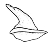 Spathalium audouinii (Blanchard, 1836): Fig. 17. epiphallus, lateral view. (Otu).