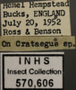 Other on Fagocyba douglasi (Edwards, 1878): Labels. Labels for the lateral and face images. (Observation).