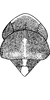 Head on Eupteryx (Stacla) cristagalli Dworakowska, 1969: Head, pro-, and mesothorax. (Observation).