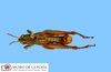 CollectionObject 1513693; fa8ac827-c28a-4932-b107-4017bfa12dab: male, dorsal view (paratype). (CollectionObject).