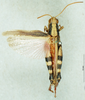 CollectionObject 1580220; 958cdfcb-b0a6-430c-a148-2e29977d9c83: male, dorsal view (paralectotype). (CollectionObject).