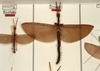 CollectionObject 1559666; dc19fe70-ef8b-42ba-b064-1fc80d7e1aa5: copyright ZMUH, Hamburg. female of synonym Marmessoidea conspurcata (lectotype). (CollectionObject).