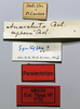 CollectionObject 1580381; 8dae0424-db8a-4385-aa88-3e02aefb6793: female, labels (paralectotype). (CollectionObject).