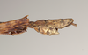 CollectionObject 1560515; NHMUK(SF IMPORT DUPLICATE) 844535, 23caa7a9-72a1-4d0c-8fcb-581844618722: copyright Natural History Museum, London. male: end of abdomen, lateral view (holotype). (CollectionObject).