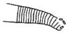 Callimenellus distinctus Gorochov & Voltshenkova, 2005: Fig. 64. part of stridulatory file (?). (Otu).
