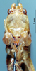 CollectionObject 1572409; b45841bd-b170-4c4b-aa5d-0e12b4390fe1: male frons. (CollectionObject).