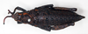CollectionObject 1578632; 5ed6e93d-19ea-44db-99e1-5dbd8aace694: female, dorsal view (paralectotype of Maura sobrina). (CollectionObject).