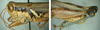 Melanoplus glaucipes (Scudder, 1875): male. (Otu).