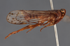 Habitus, lateral view: (Observation).