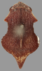 Habitus, dorsal view on Cyphotes nodosa Burmeister, 1835: holotype. (Observation).