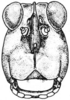 Tetrix arenosa angusta (Hancock, 1896): Fig. 70. male, head, facial view. (Otu).