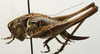 CollectionObject 1535144; a7879ff4-89a9-43b6-bb21-aedf7517837c: female, lateral view (syntype). (CollectionObject).