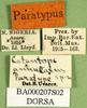 CollectionObject 1502283; 33e10c1a-55f0-4666-9ee0-c49e95e555cf: labels (paratype). (CollectionObject).