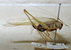 CollectionObject 1503384; MBBJ 3226098, 193f2955-95f5-4e23-92dc-a1f2cba02108: female, lateral view. (CollectionObject).