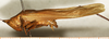 CollectionObject 1594982; df8a6237-19ff-4c98-846d-42d2ca386eb8: male, lateral view (syntype of Conocephalus nigropunctatus). (CollectionObject).