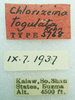 CollectionObject 1523757; 0b84d12b-faa0-4d86-9185-d8a26fe042f9: male, labels (holotype). (CollectionObject).