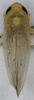 Habitus, dorsal view on Elymana pallidipennis (Lindberg, 1929): (Observation).
