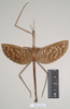 CollectionObject 1557432; NHMUK(SF IMPORT DUPLICATE) 844929, c9c96259-acb5-4e0f-a4e6-481fe999c5ba: copyright Natural History Museum, London. male of synonym Bactrododema aculiferum (syntype). (CollectionObject).