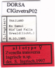 CollectionObject 1503570; cfca3aab-380f-4aaa-bfcb-3c073010f204: labels (paratype). (CollectionObject).