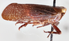 Habitus, lateral view: !! display not done !! on Poblicia thanatophana Kirkaldy, 1907: (Observation).