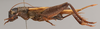 CollectionObject 2804203; FCE- GY 75, occurrenceID:- GY 75, e2e17a6d-4b93-49ed-86e4-fef59d09f3ec: URUGUAY-Treinta y Tres, Santa Clara de Olimar, 10-I-1960, L.C. de Zolessi y A. Spiritoso. Female, lateral habitus. Facultad de Ciencias - UDELAR (FCE - GY 075). (CollectionObject).