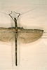 Agrostia rugicollis (Gray, 1835): copyright MLUH, Halle. misidentified male of synonym Phasma cinereum (said to be paralectotype, see Zompro 2005) - designation invalid, included only for information purposes. (Otu).