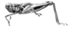 Eurotettix procerus Cigliano, 2007: Fig. 3D. male habitus. (Otu).
