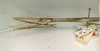 CollectionObject 1557247; cd679769-be0f-441c-9884-0c3d4493b477: copyright NHRS, Stockholm. female: head and thorax, lateral view of Carausius mercurius (holotype). (CollectionObject).