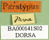 CollectionObject 1576218; 02143951-01c6-4283-8400-d67ec586aa80, DORSA BA000141S02: labels (paratype). (CollectionObject).