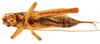 Adenophallusia naiguatana Mello & de Camargo E Mello, 1996: male, ventral view (paratype). (Otu).