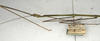 CollectionObject 1557708; 0e363921-3e98-405f-95cb-1a639f28b174, NMW 526: copyright NMW, Vienna. male: head and thorax, lateral view of synonym Carausius macerrimus (holotype). (CollectionObject).