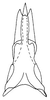 Aedeagus, ventral view on Caruya brevicauda Linnavuori & DeLong, 1978: Caruya brevicauda, aedeagus, ventrally. (Observation).