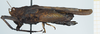 CollectionObject 1585503; 88641ec1-cc86-4e68-885c-bf21b848c393: female, lateral view. (CollectionObject).
